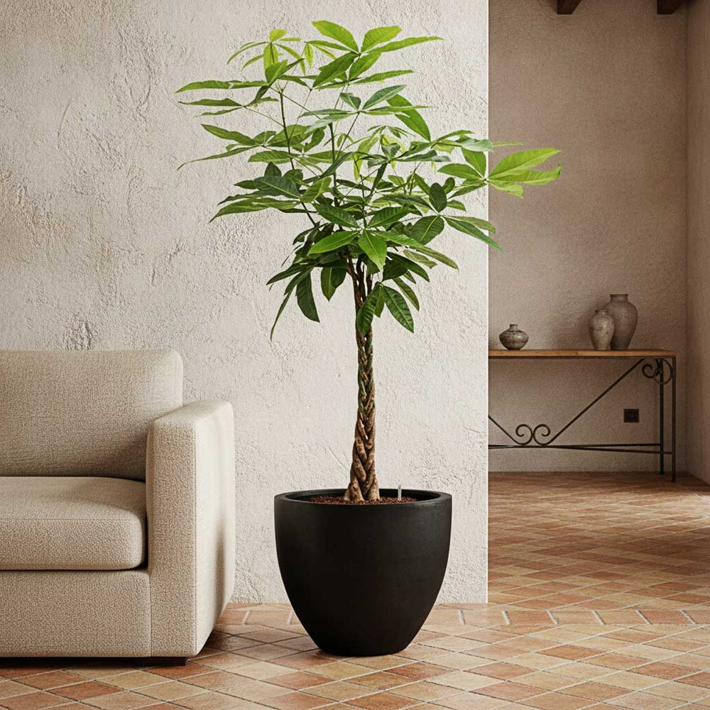Pachira aquatica - HydroCare in Jesslyn Natural Planter - Black