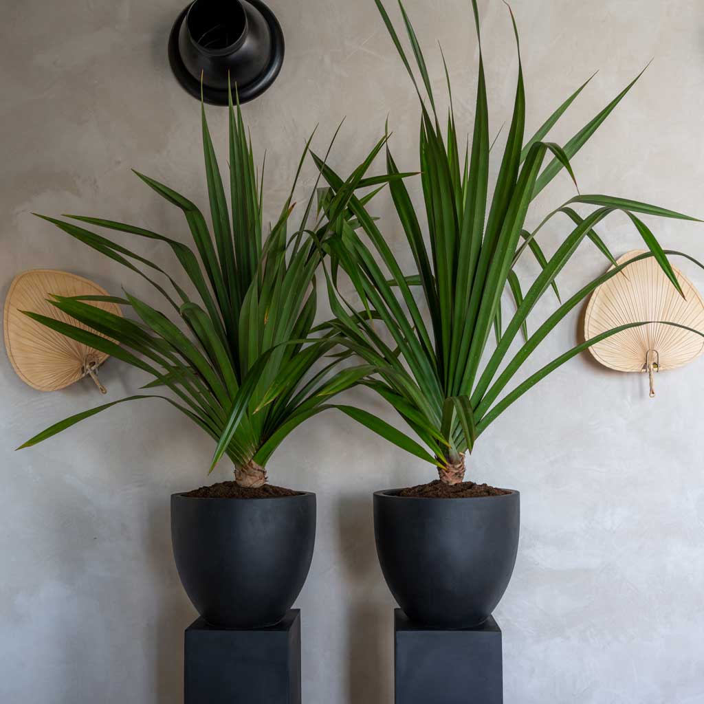 Jesslyn Natural Planter - Black On Plinths