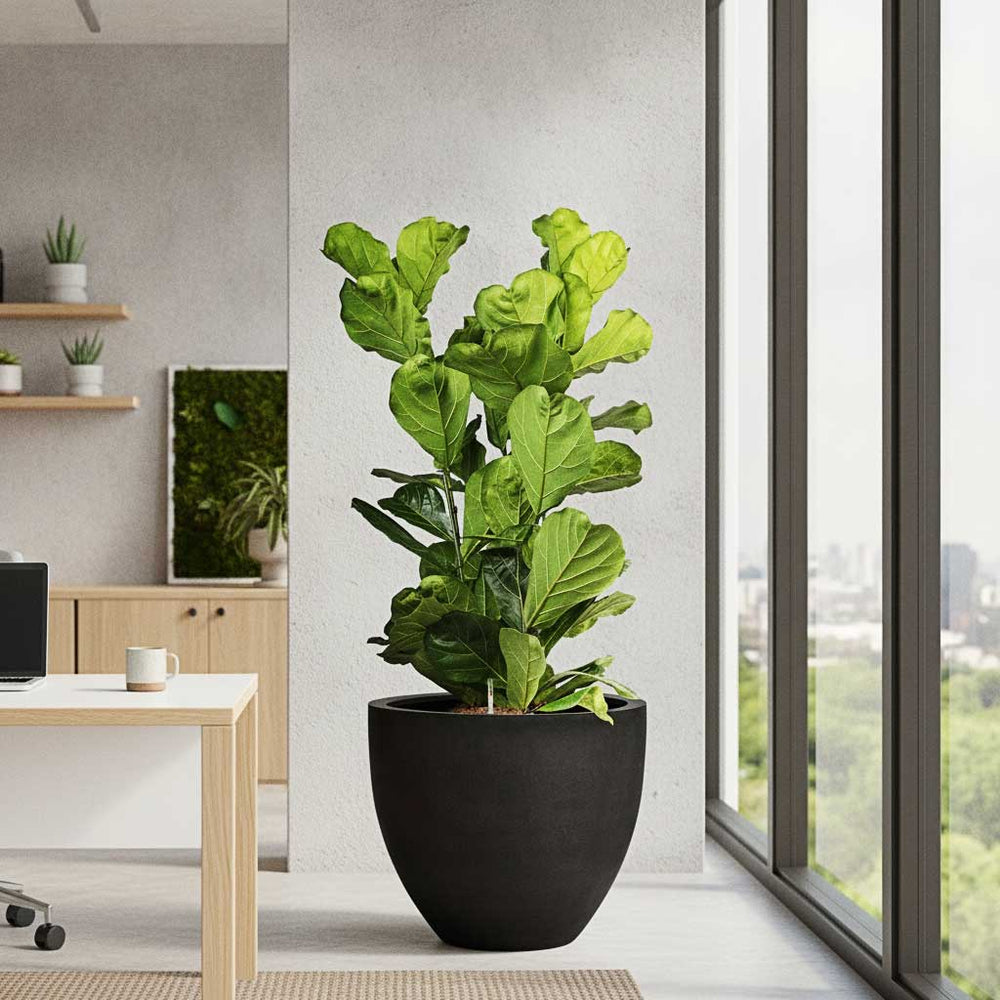 Ficus lyrata - HydroCare in Jesslyn Natural Planter - Black