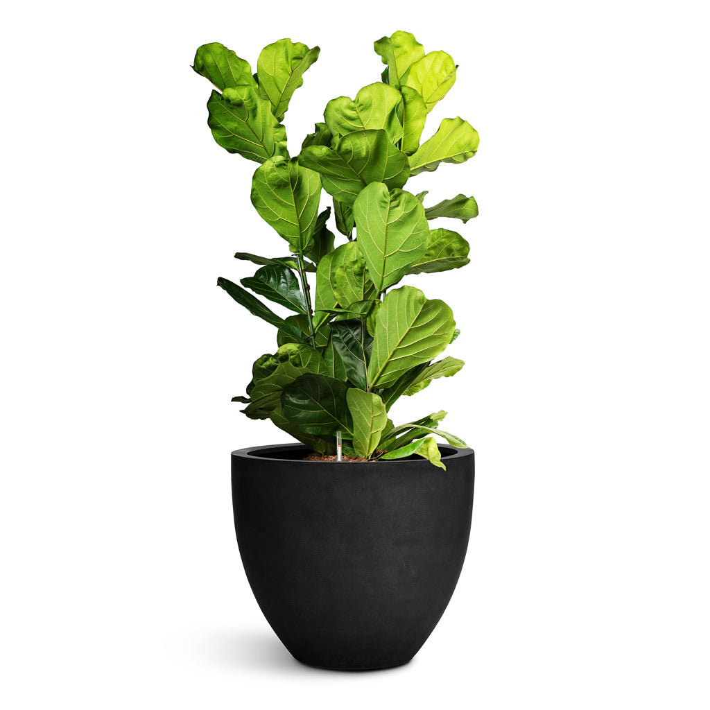 Jesslyn Natural Planter - Medium Plant Display