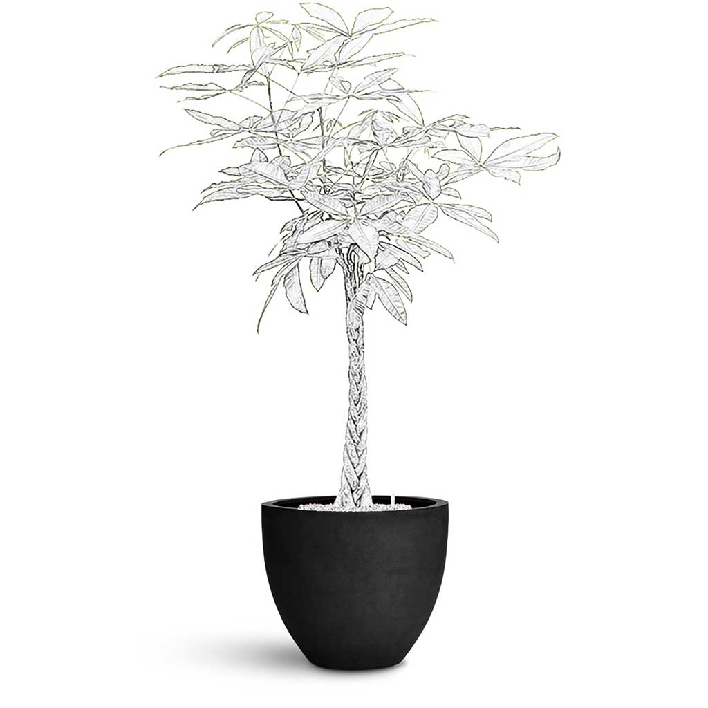 Jesslyn Natural Planter - Large Plant Display
