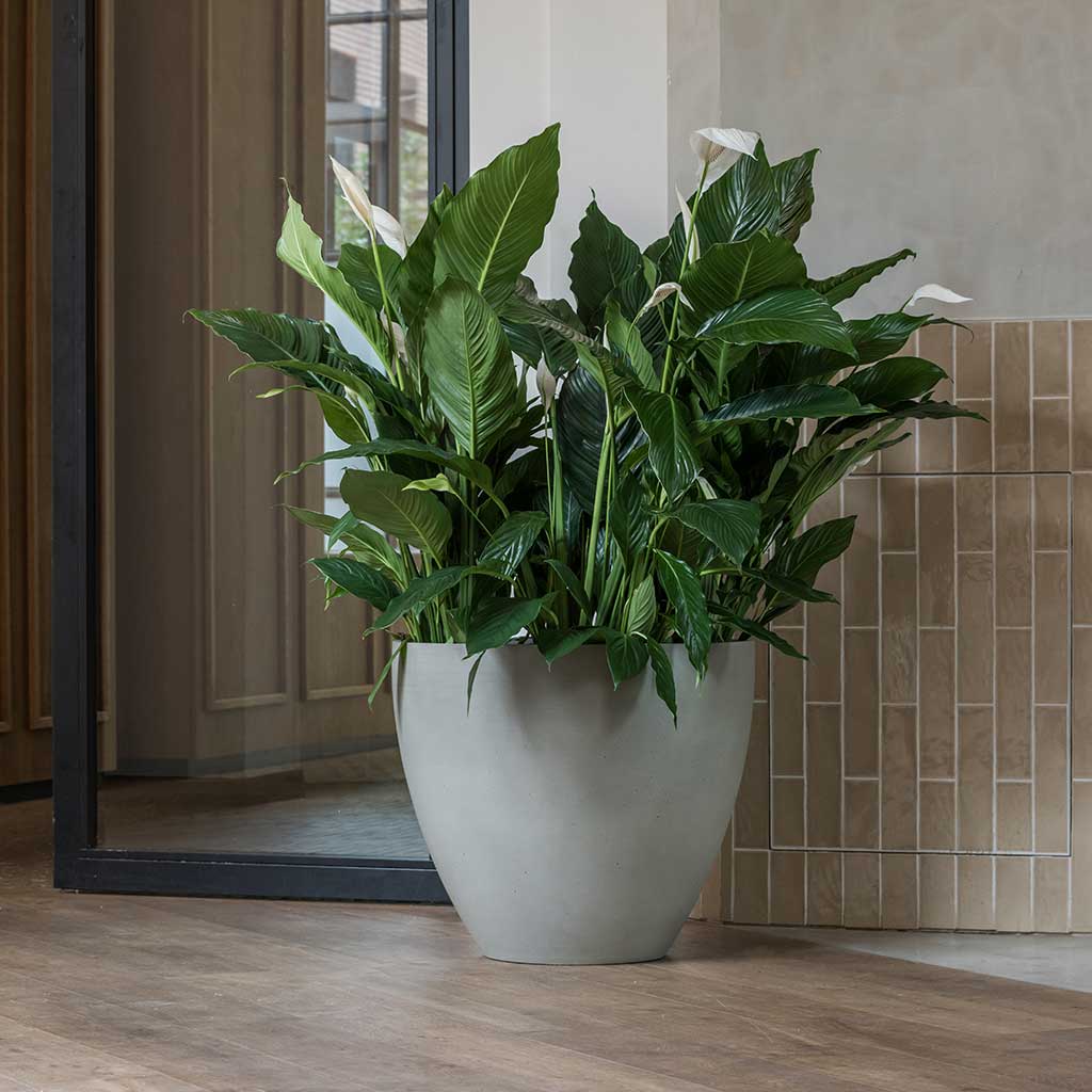 Jesslyn Refined Planter Clouded Grey Office Planter