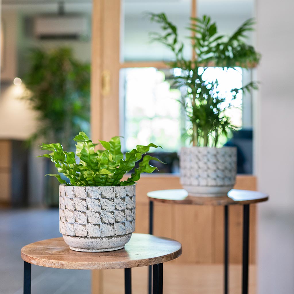 Jim Plant Pots - Shell & Houseplants