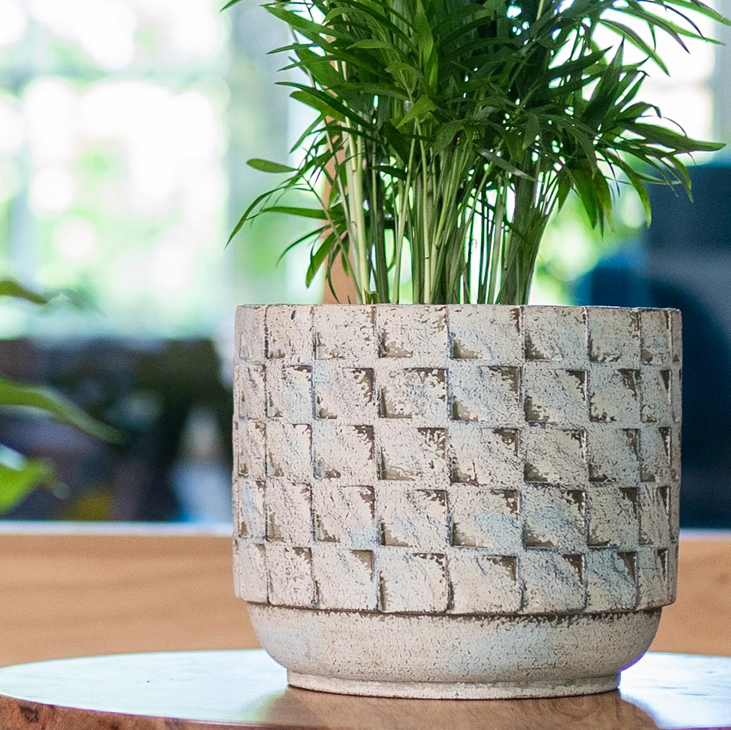 Jim Plant Pot - Shell & Palm