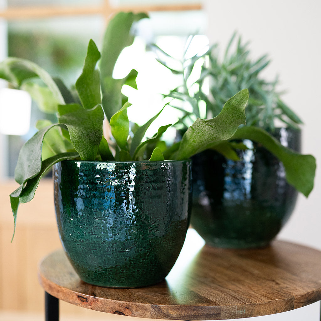 Jolin Plant Pot - Forest & Houseplants on Side Table