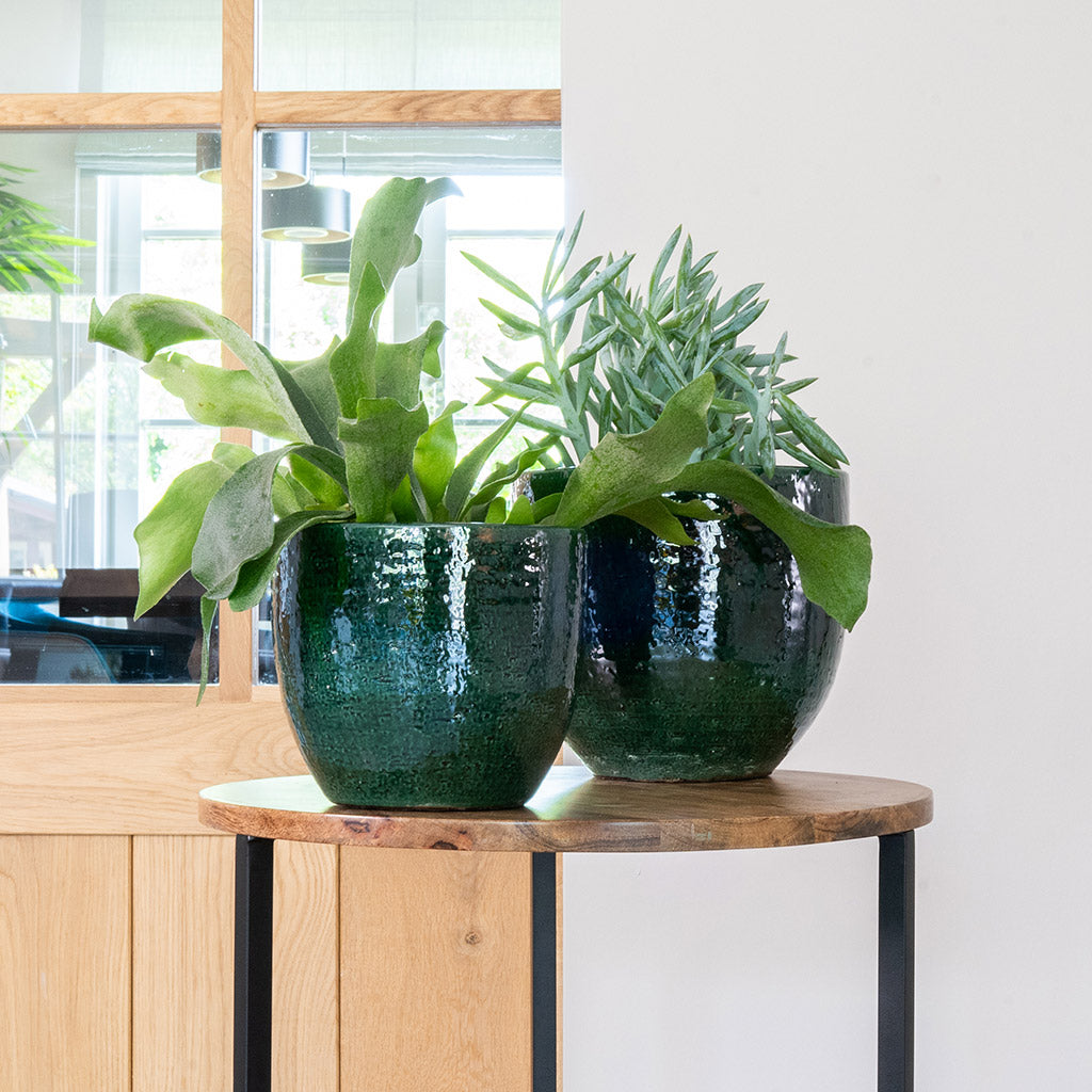 Jolin Plant Pot - Forest & Houseplants On Table