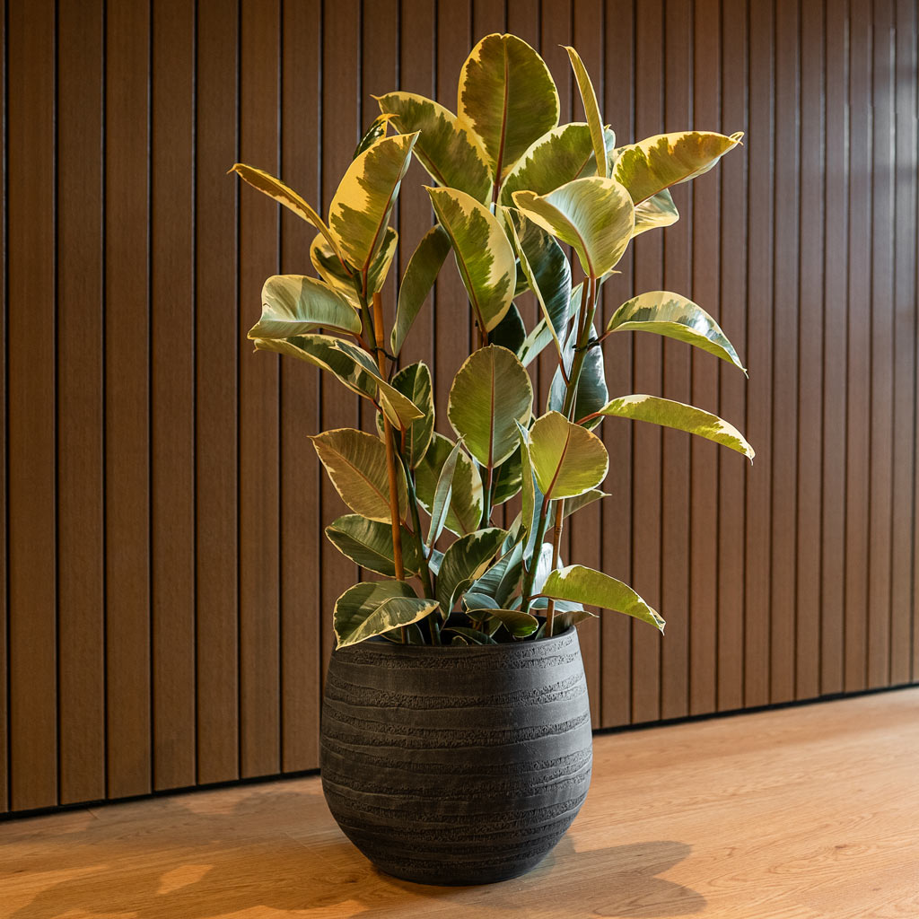 hortology plant pots Joyce Plant Pot - Anthracite - Quality Plant Pots