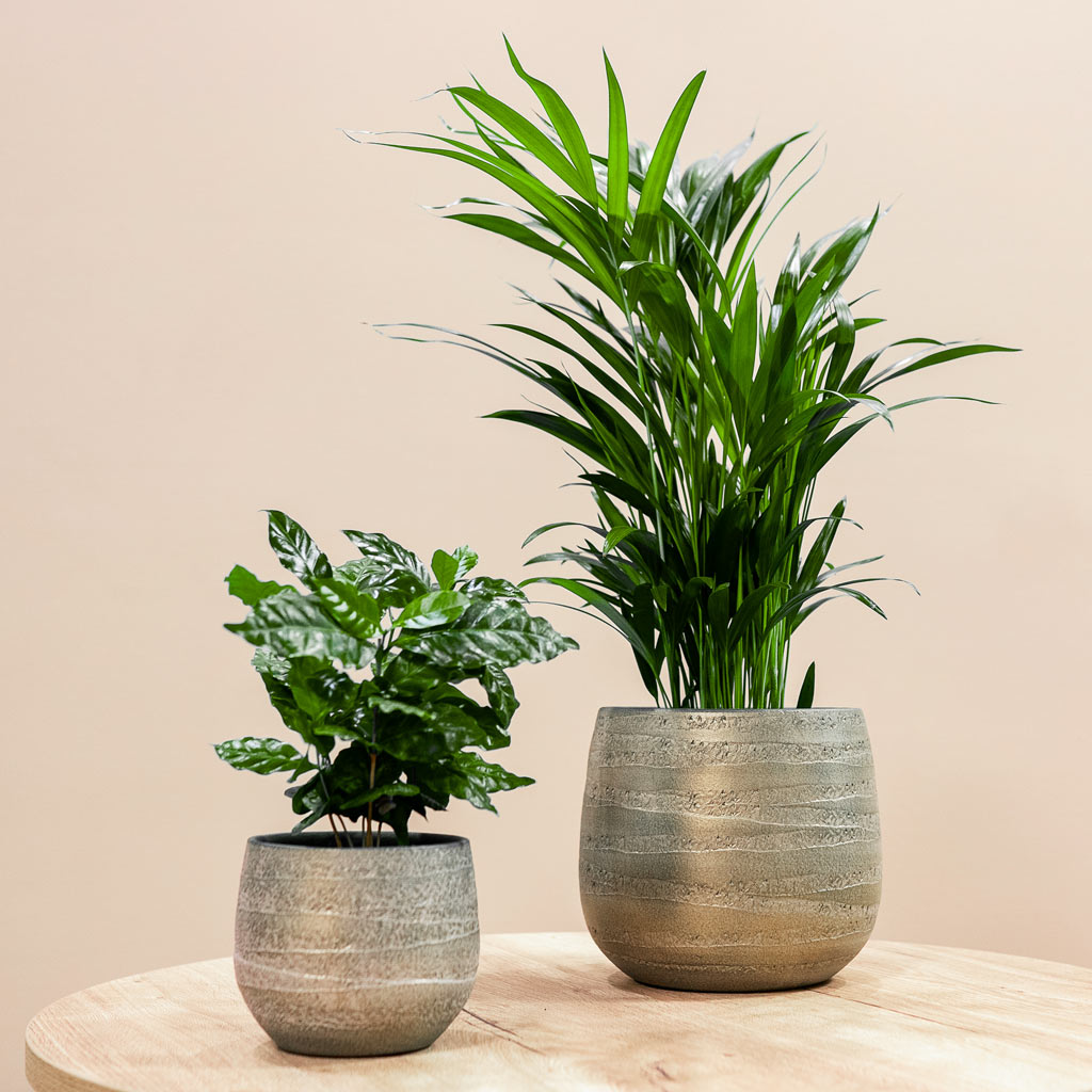 Areca Palm & Coffee Plant In JOyce Plant Pot Shiny Olive 