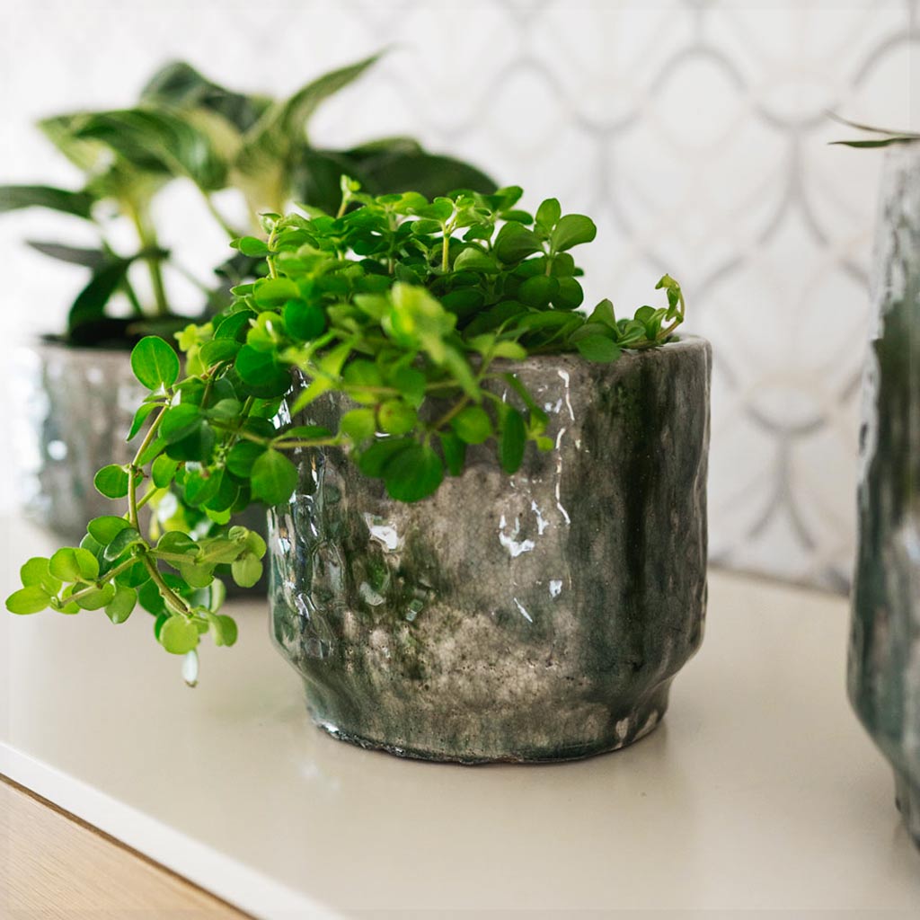 Peperomia In Julian Plant Pot Moss Green 
