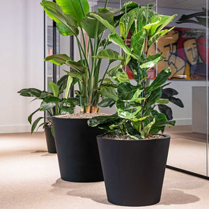 Jumbo Bucket Natural Planter - Black & Ficus Lyratta, Strelitzia and Spathiphyllum Indoor Plants