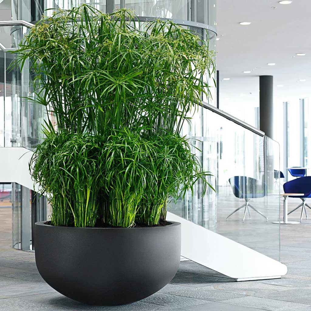 Jumbo City Bowl Natural Planter - Black