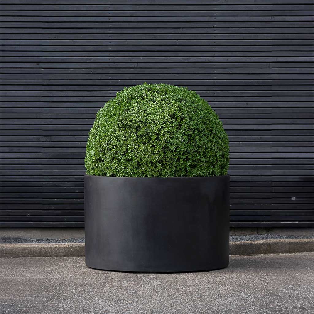 Jumbo Max Low Rise Natural Planter Black & Box Topiary