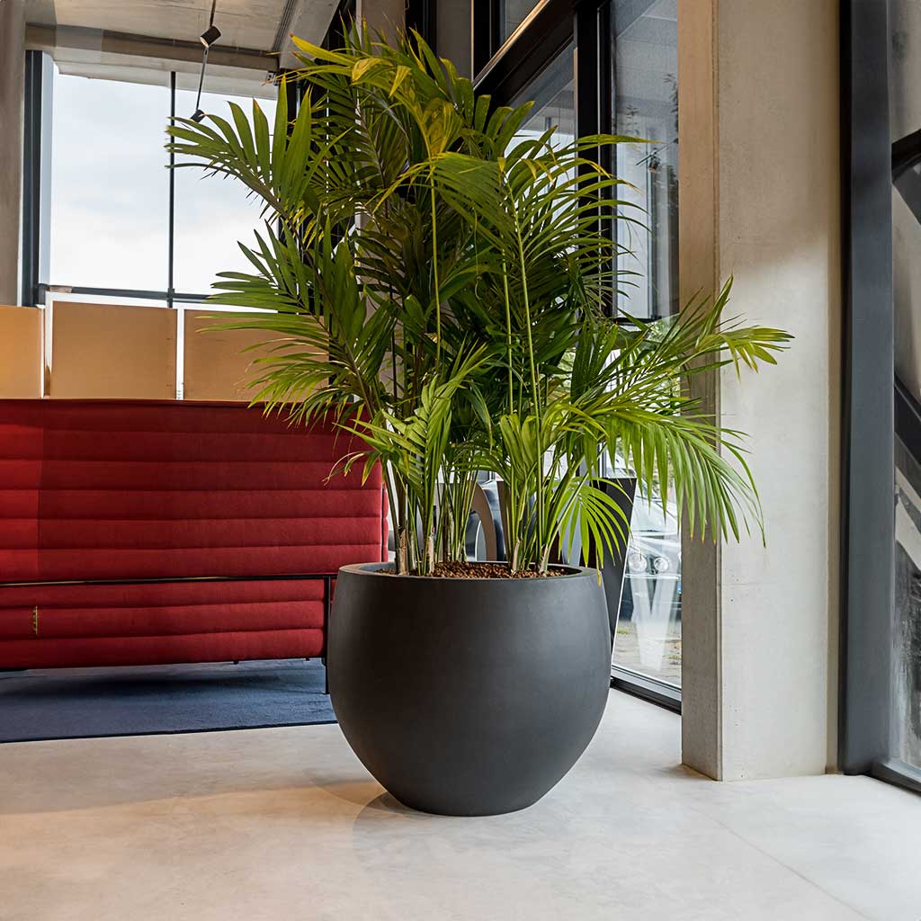 big black pots for plants Orb Natural Planter - Large Plant Display