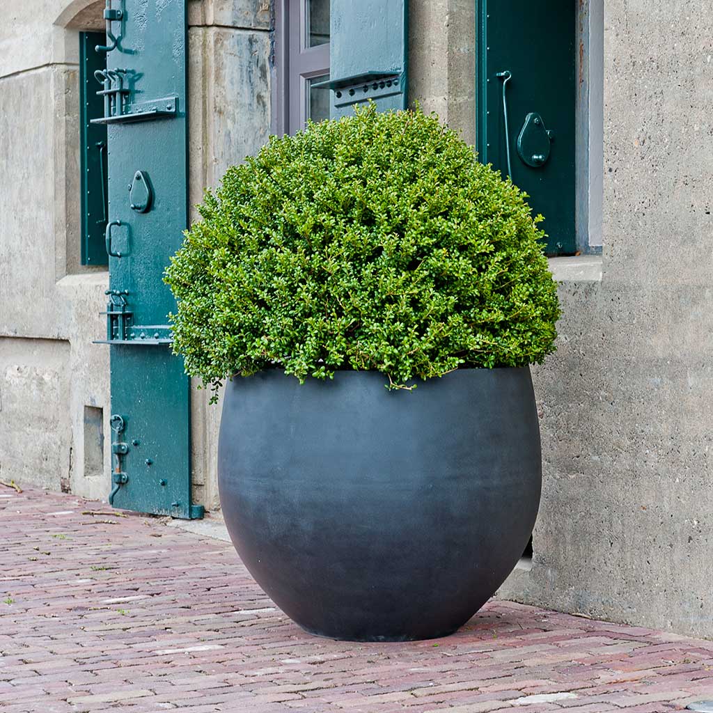 pothos orb Jumbo Orb Natural Planter - Black - Quality Planters | Hortology
