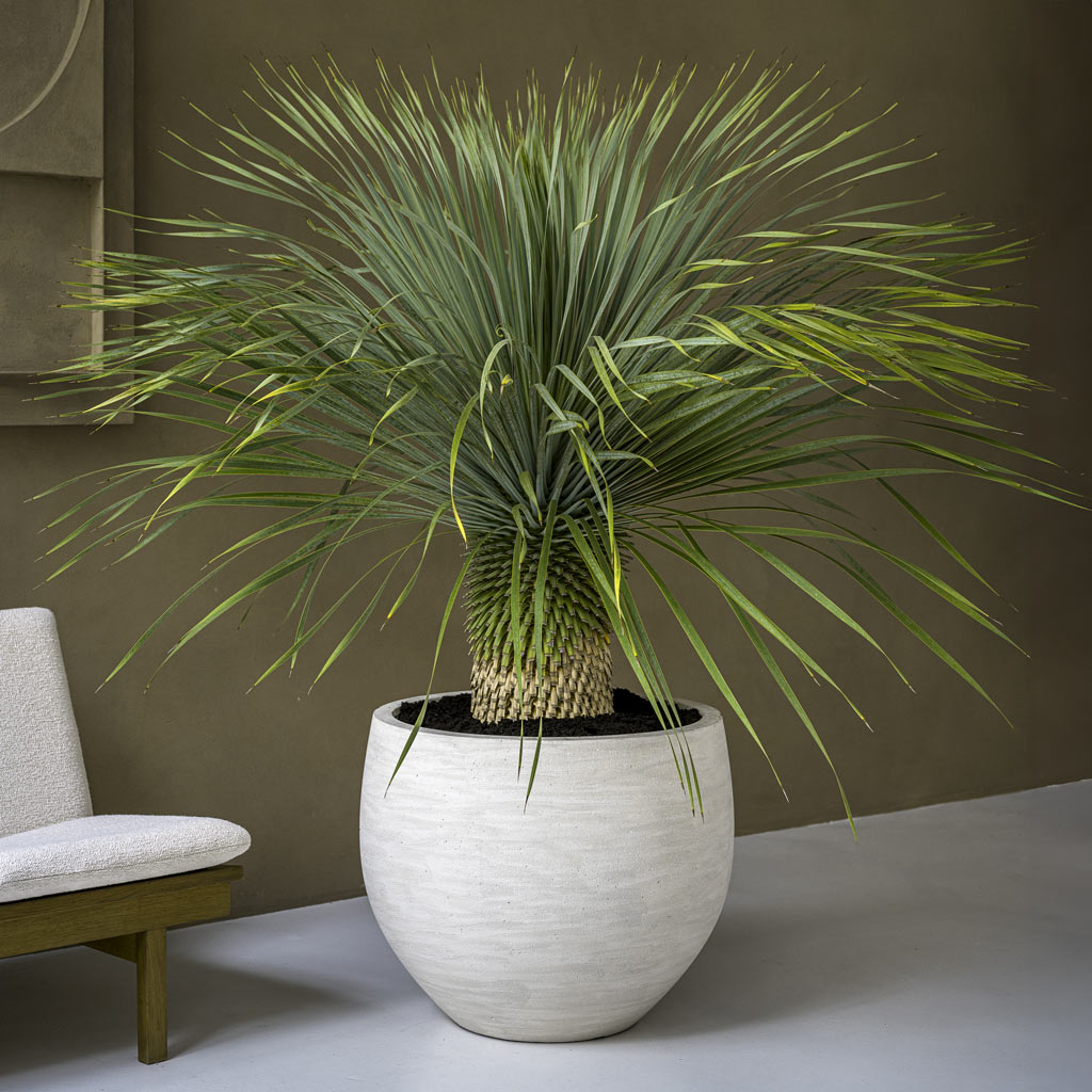 pothos orb Jumbo Orb Planter - Ivory Washed Concrete - Large Planters | Hortology