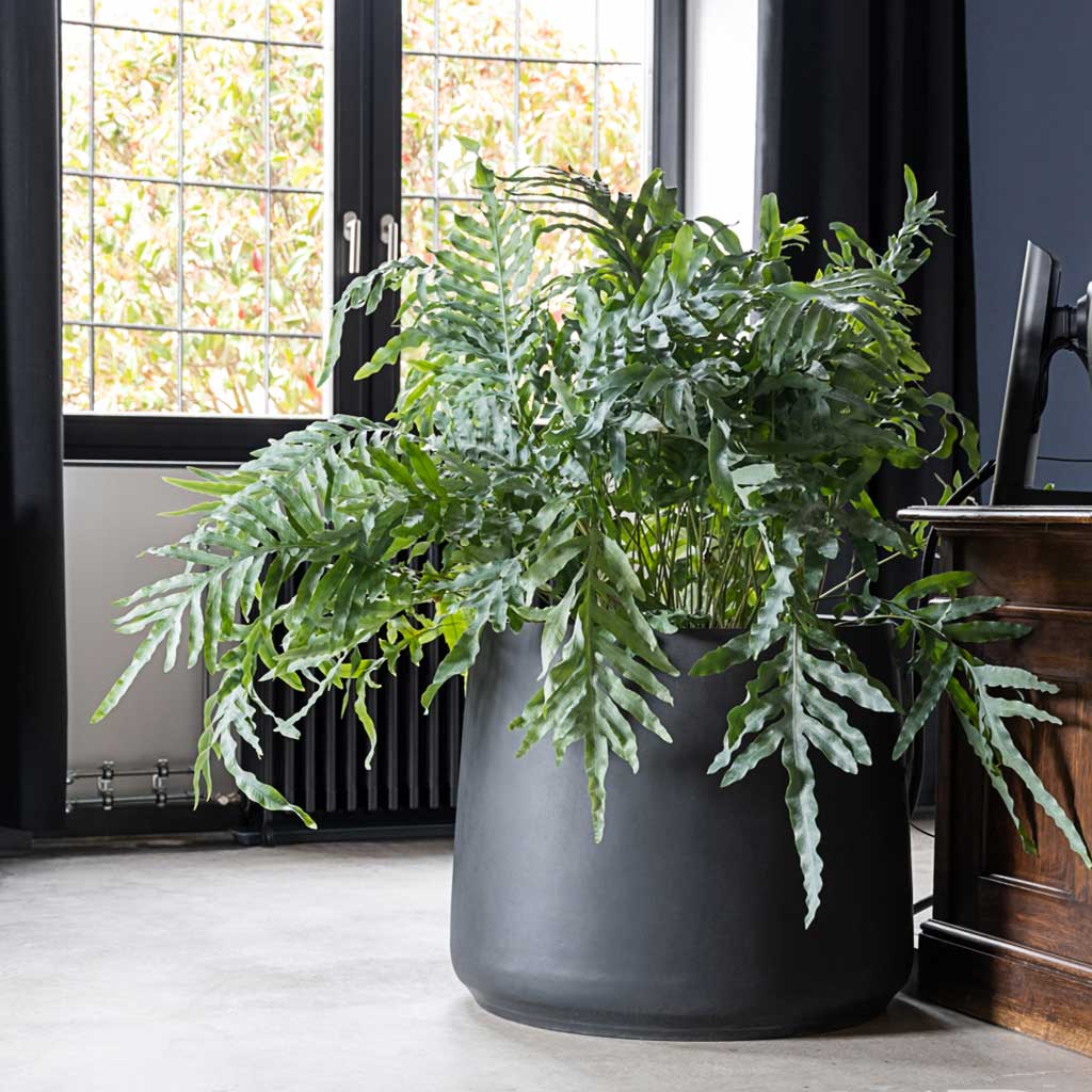 Jumbo Patt Natural Planter Black & Philodendron Indoor Plant