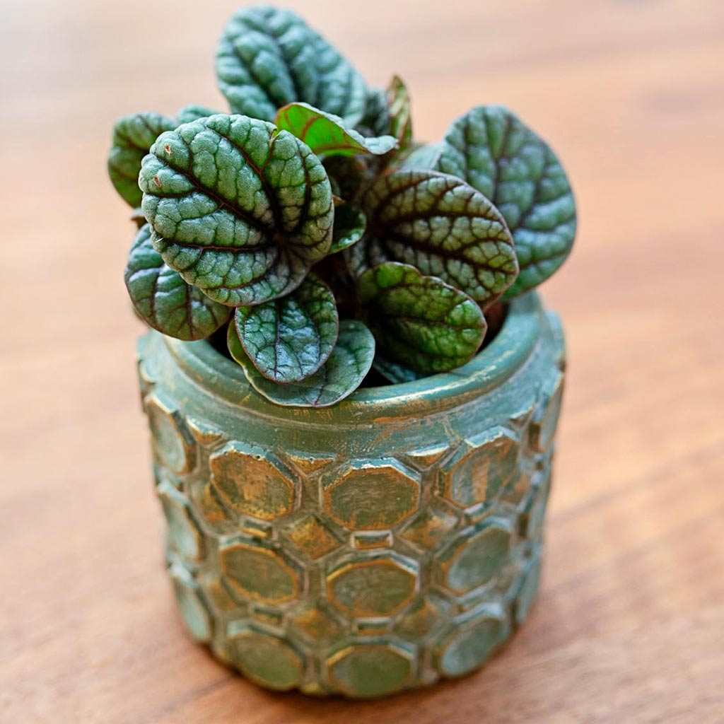 Jurre Plant Pot Soft Jade & Small Indoor Plant