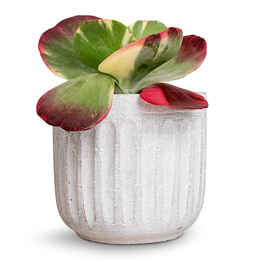 Kalanchoe luciae Fantastic - Paddle Plant & Duncan Plant Pot - Cement