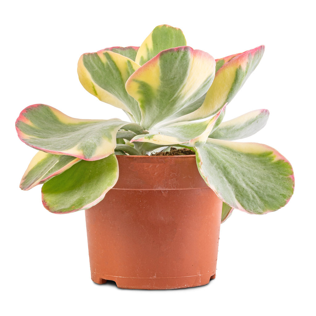 Kalanchoe luciae Fantastic - Paddle Plant