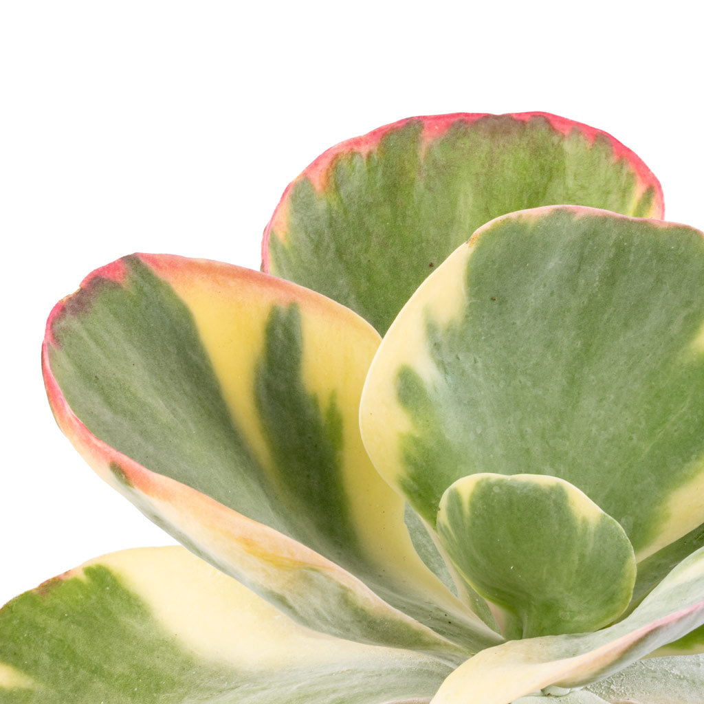 Kalanchoe luciae Fantastic - Paddle Plant Red, Pink & Cream Tinted Leaves