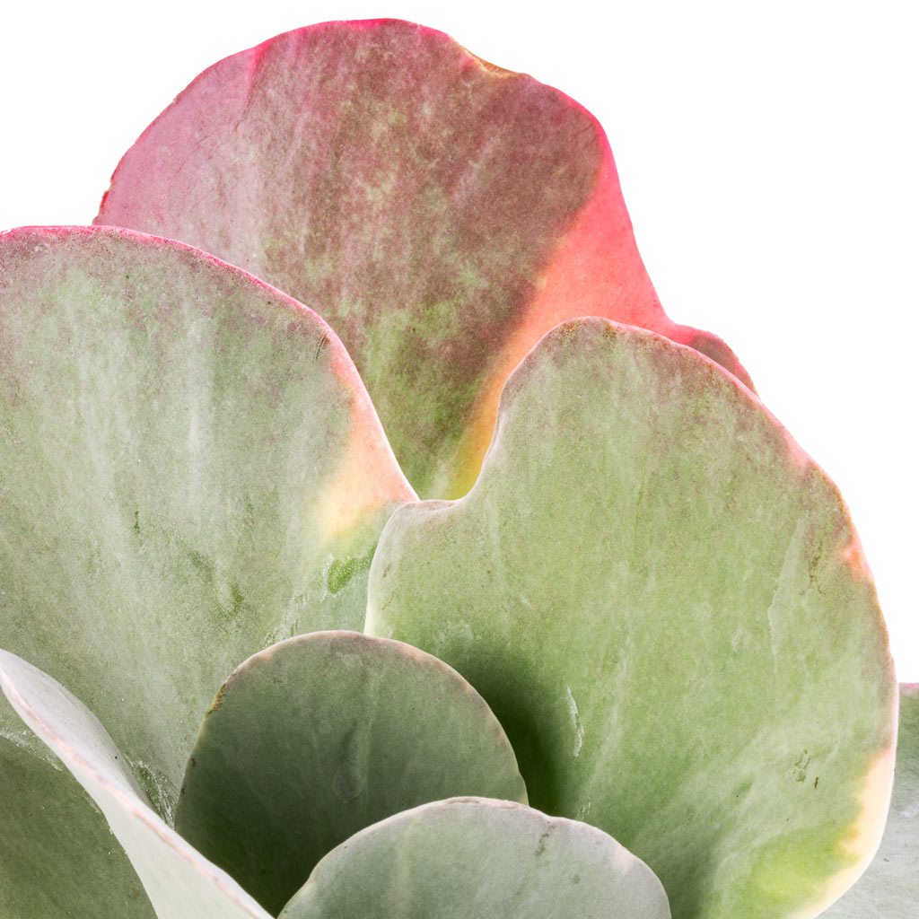 Kalanchoe luciae Fantastic - Paddle Plant Red & Pink Tinted Leaves