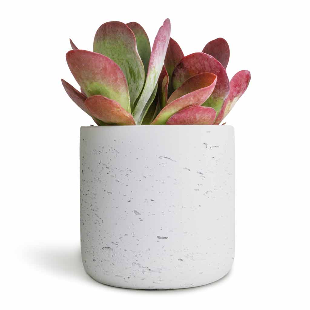 Kalanchoe thyrsiflora - Paddle Plant & Charlie Plant Pot - White Washed