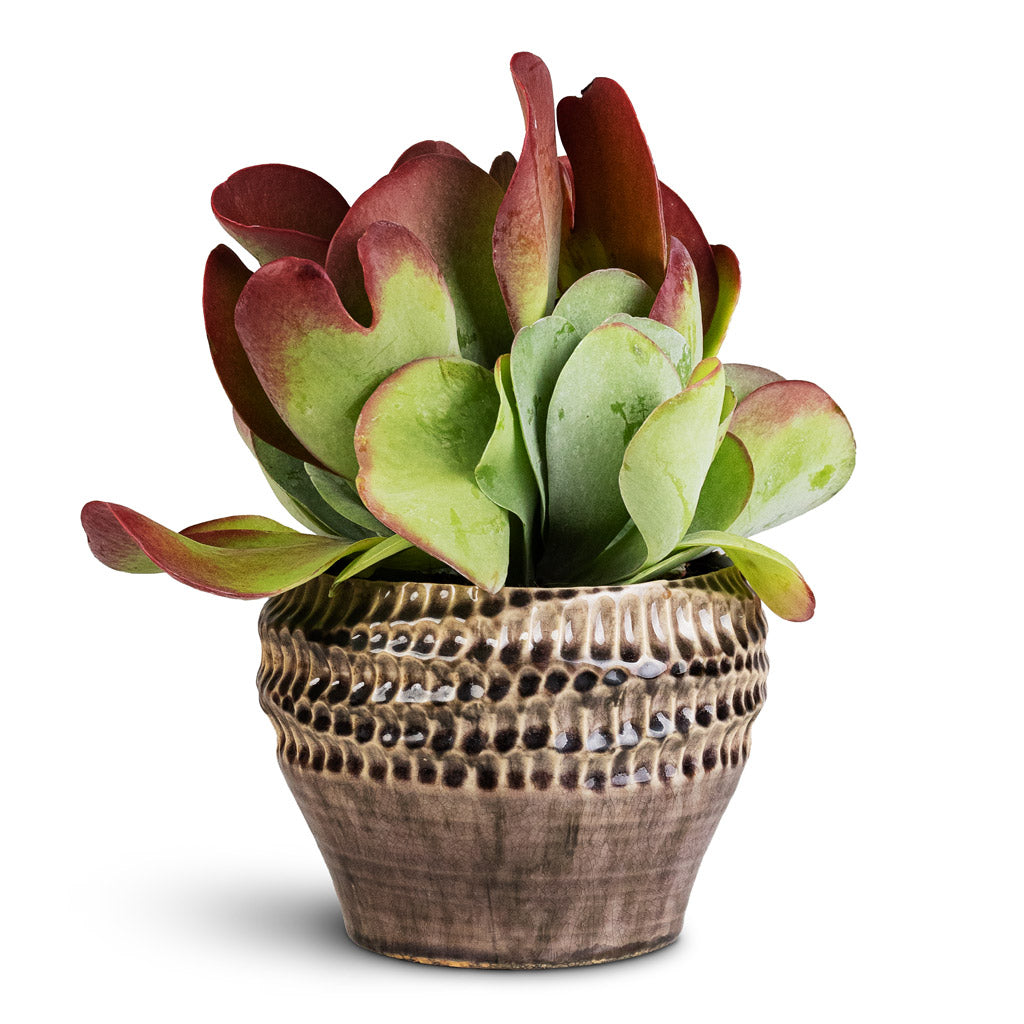 Kalanchoe thyrsiflora Paddle Plant 12x25cm In Deb Pot Aubergine - 20x15cm