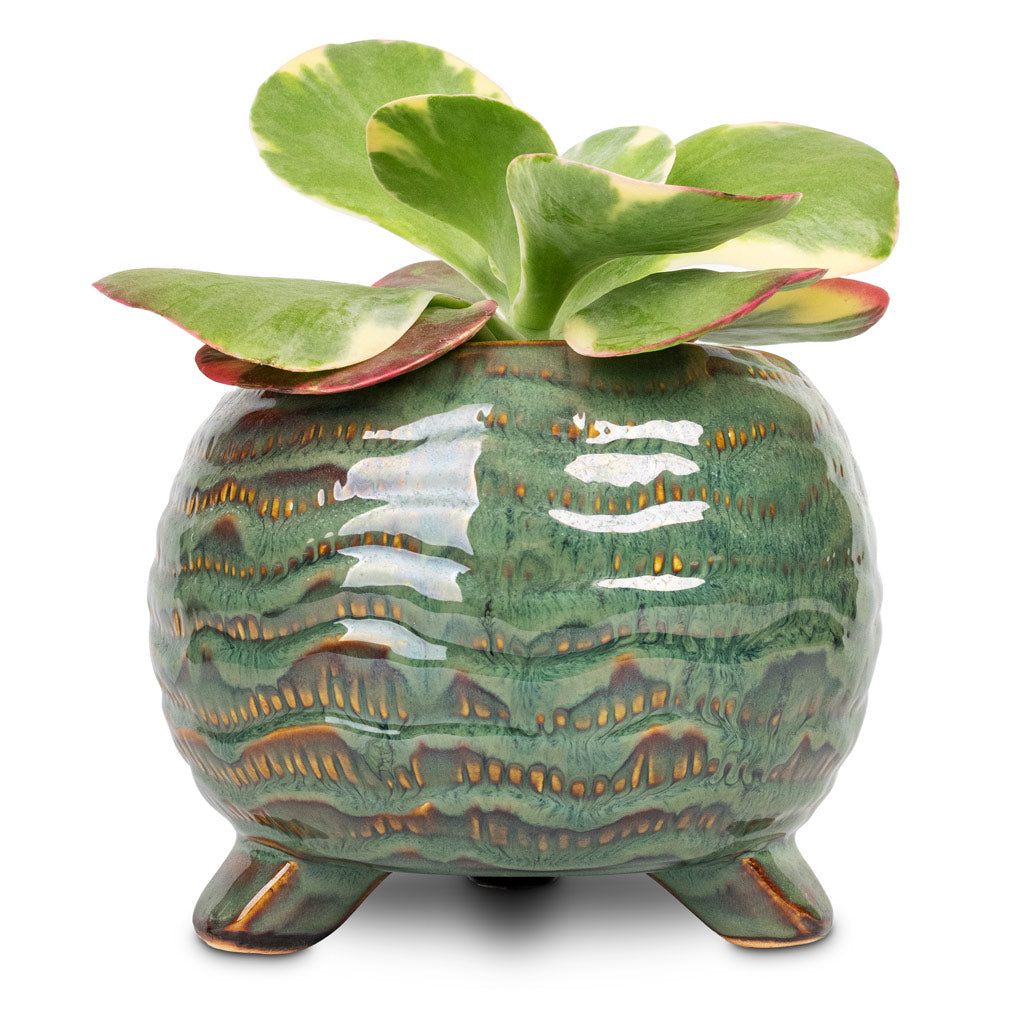 Kalanchoe thyrsiflora Paddle Plant - 12x25cm &  Dewi Plant Pot Marrakesh - 18x14cm