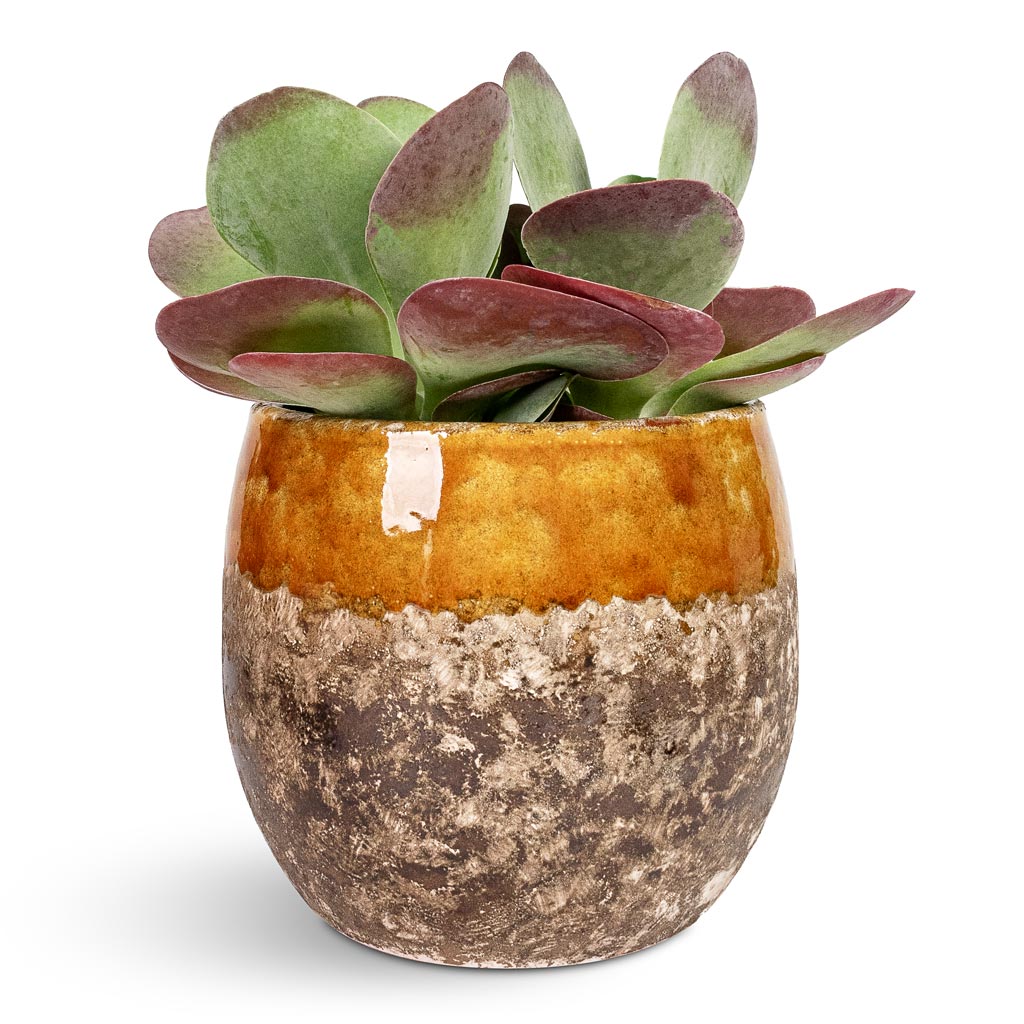 Kalanchoe thyrsiflora Paddle Plant - 12x25cm In Lindy Plant Pot Ochre - 19x16cm