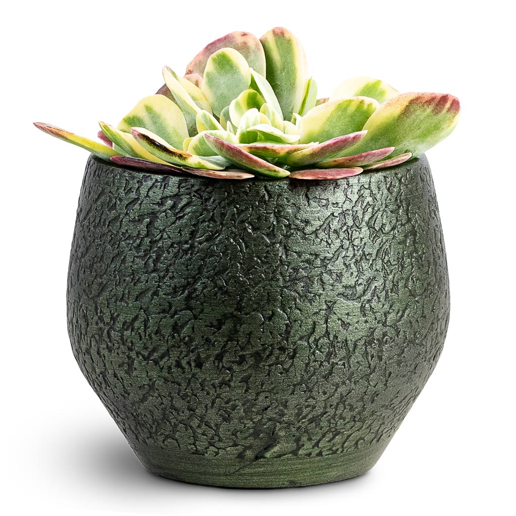 Kalanchoe thyrsiflora Paddle Plant 12x25cm House Plant In Noor Pot Velvet Green 16x13cm