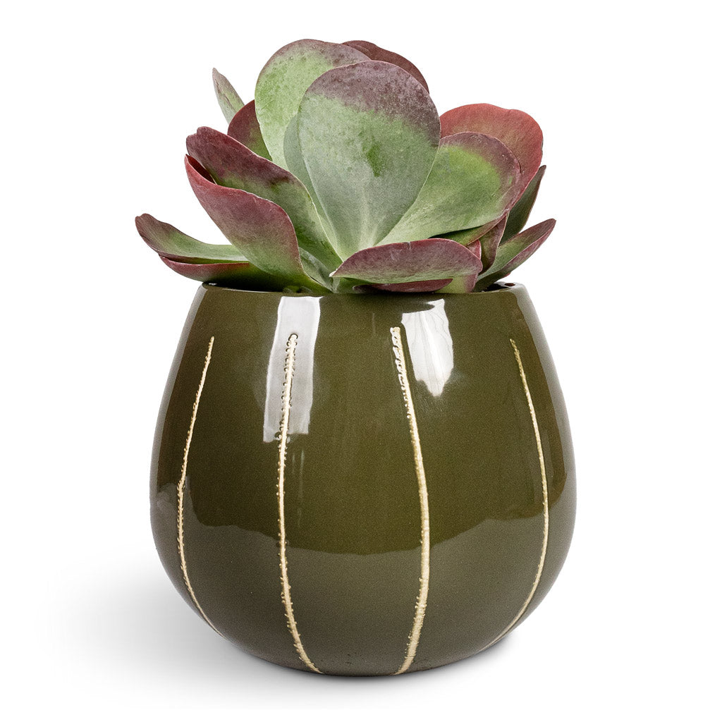 Kalanchoe thyrsiflora Paddle Plant - 12x25cm In Nova Plant Pot Green - 23x18cm