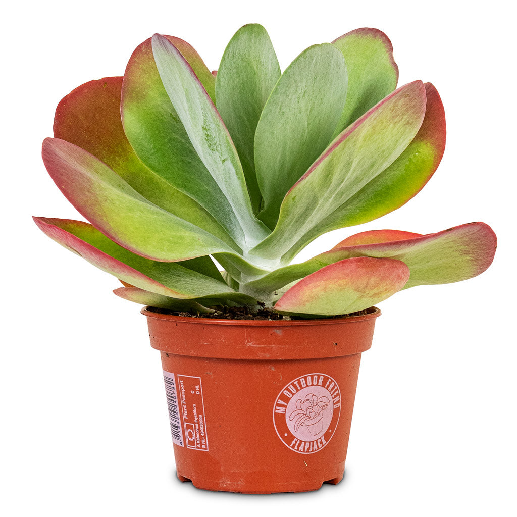 Kalanchoe thyrsiflora Paddle Plant 15x30cm