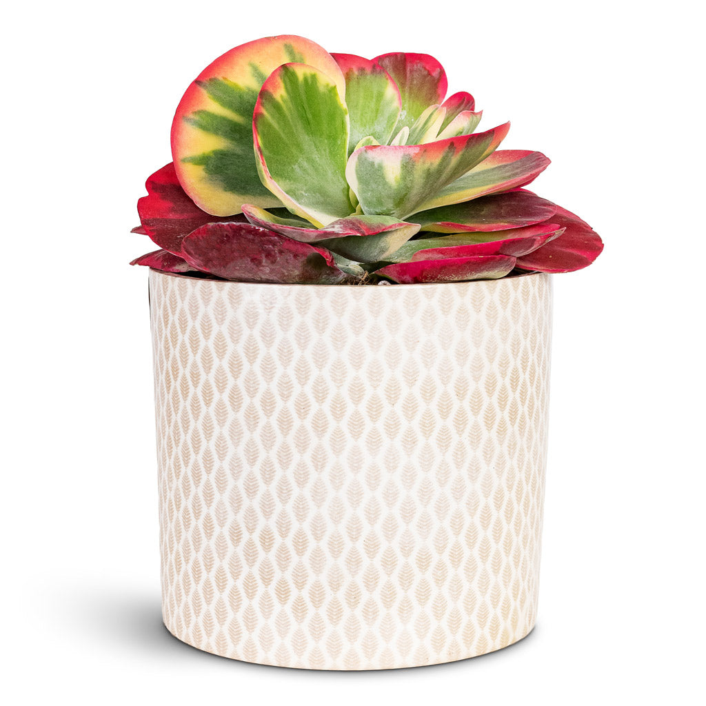 Kalanchoe thyrsiflora Paddle Plant 17cm House Plant In Lazzaro Pot Taupe 18x16cm