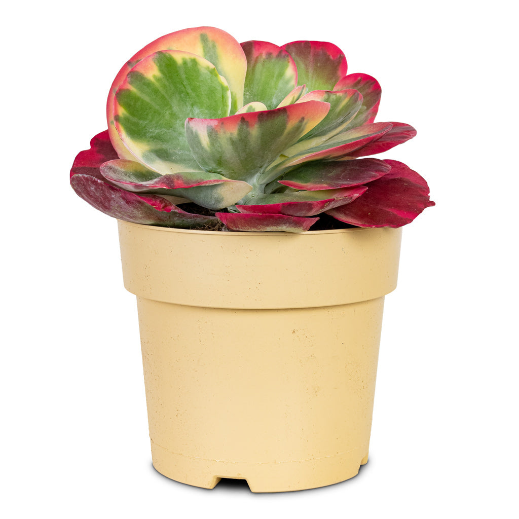 Kalanchoe thyrsiflora Paddle Plant 17cm