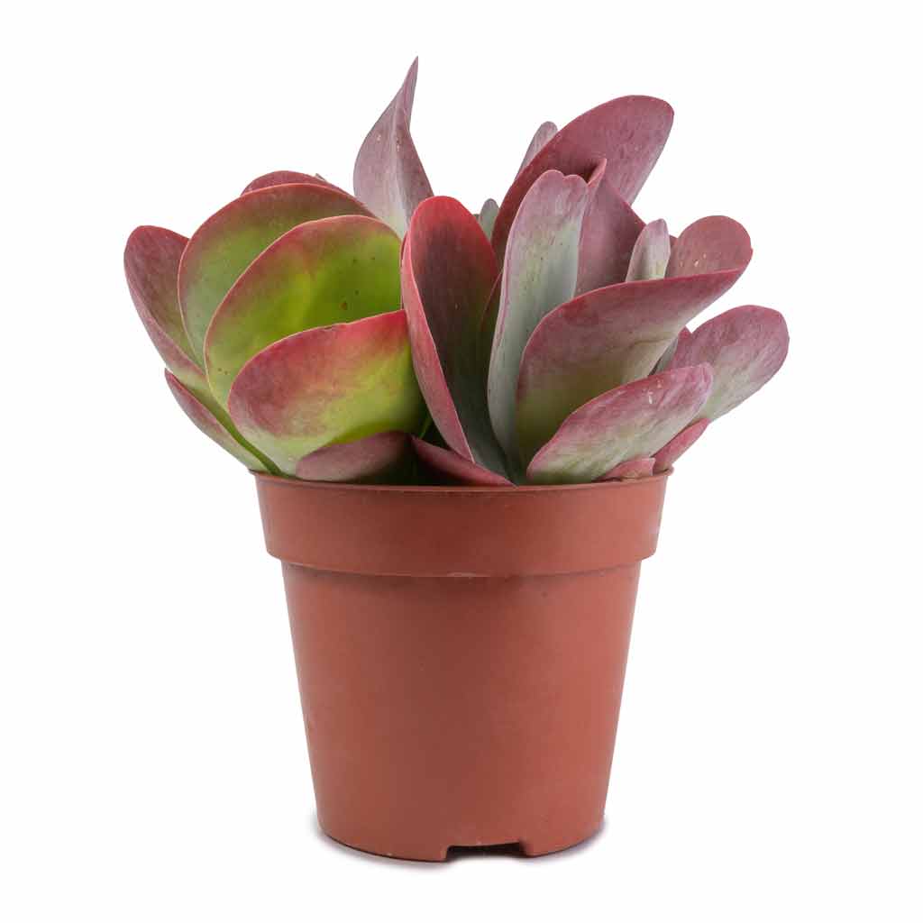 Kalanchoe thyrsiflora - Paddle Plant