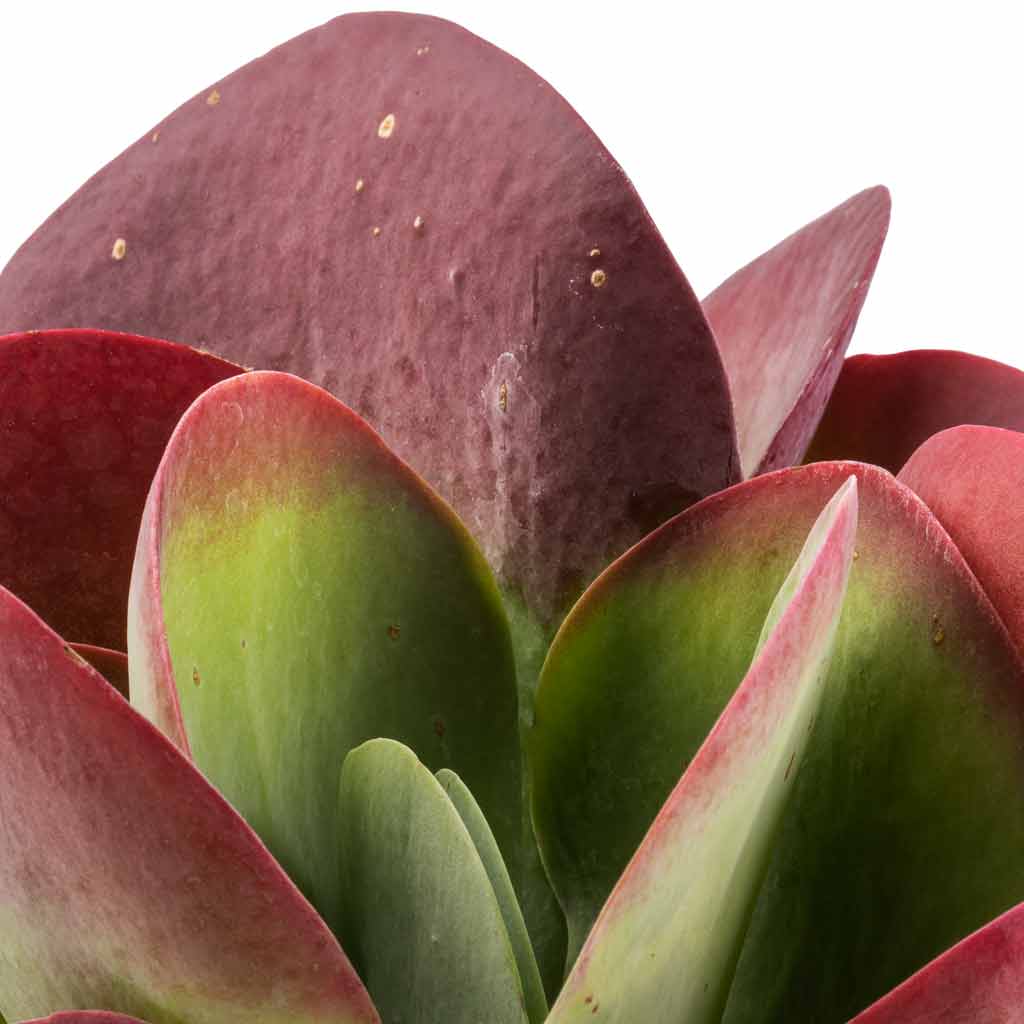 Kalanchoe thyrsiflora Paddle Plant - 12x25cm In Stripe Pot Red - 16x13cm