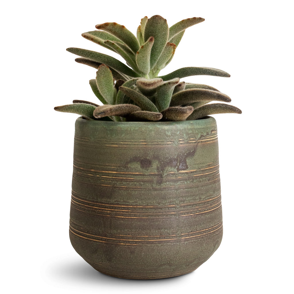 Kalanchoe tomentosa Panda Plant - 8.5x15cm In Celesta Pot Earth Clay - 11x11cm