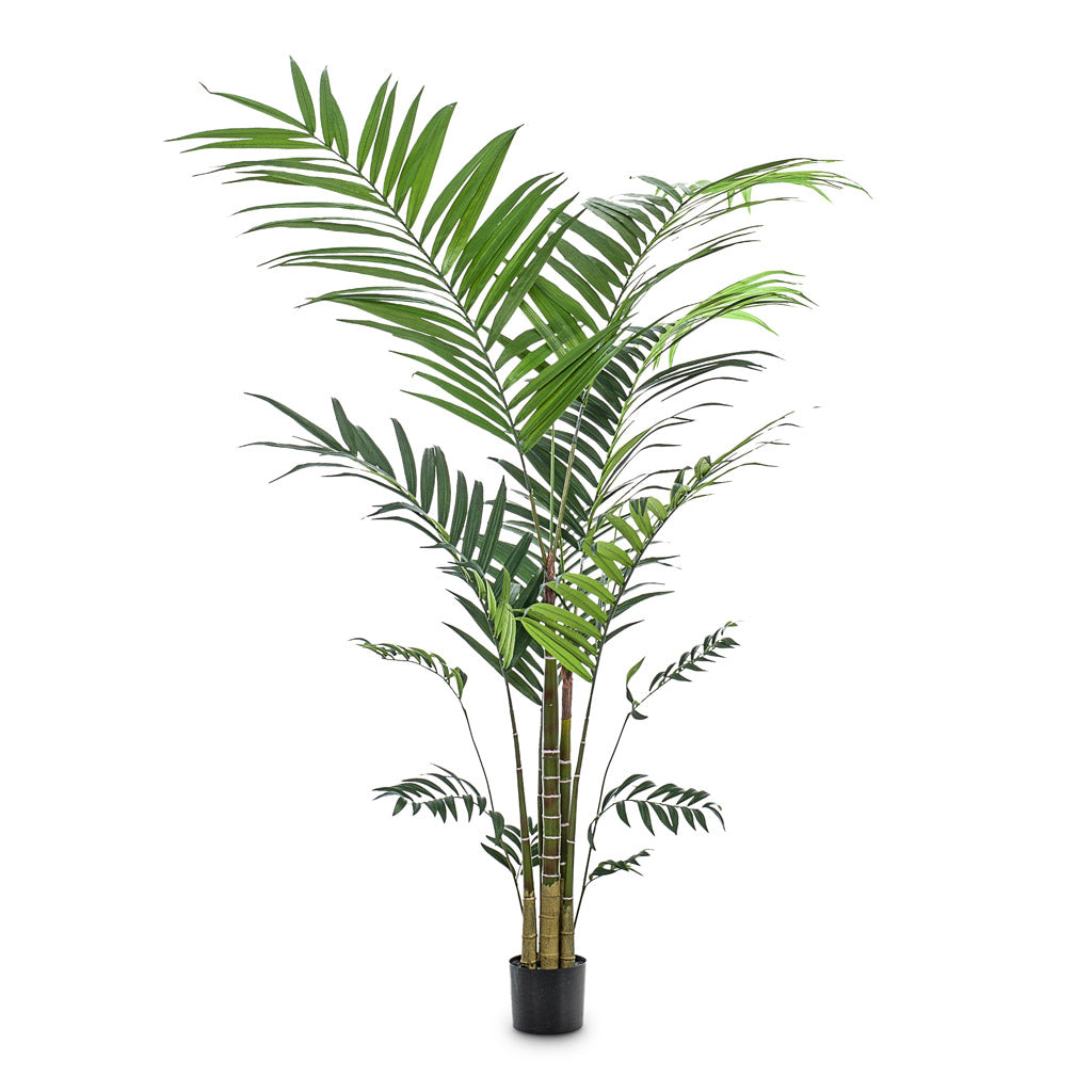 Kentia Palm Artificial - 210cm