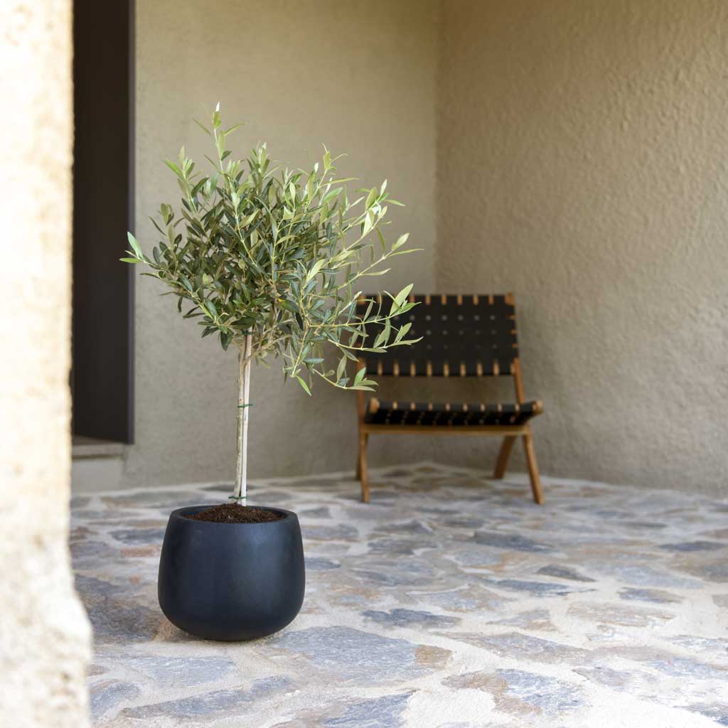 Kevan Natural Planter - Black Olive Tree