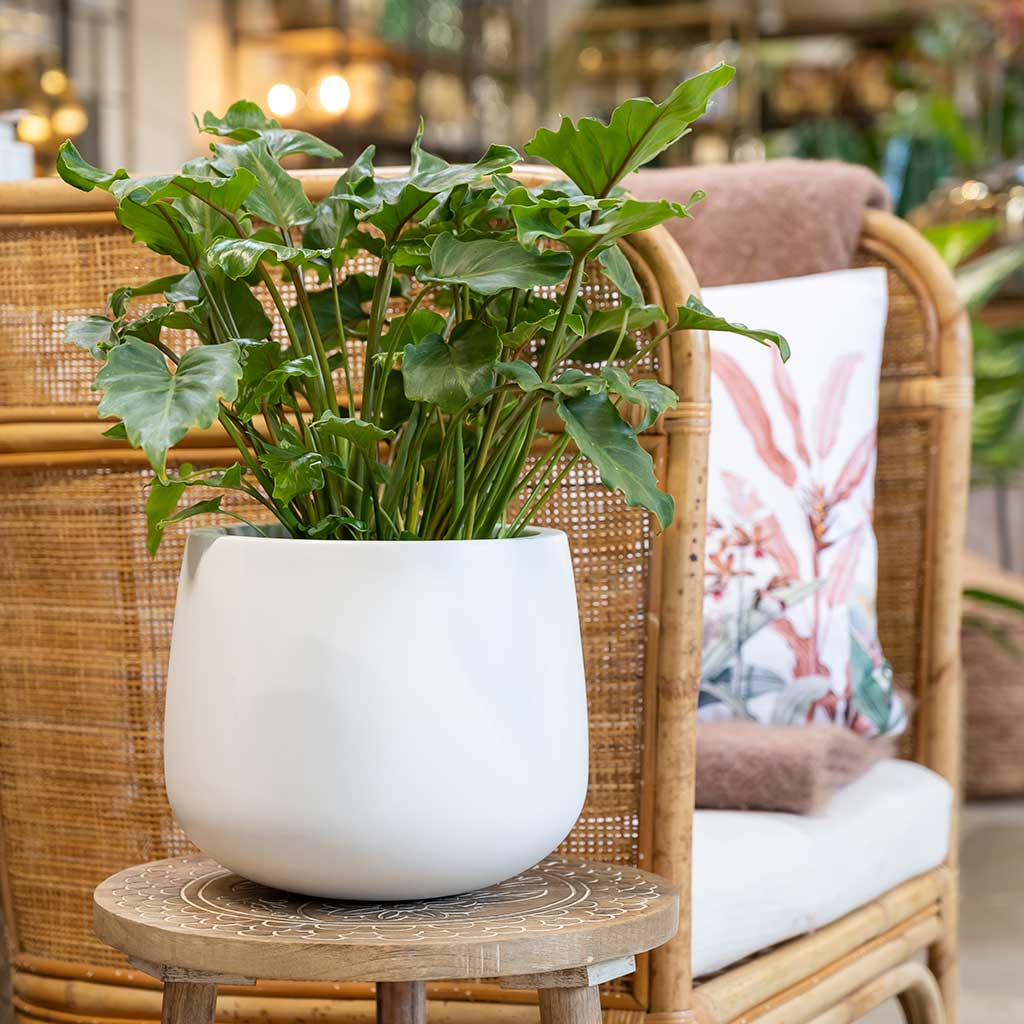 white plant pots indoor Kevan Essentials Plant Pot - Matt White - Quality Indoor Plant Pots | Hortology