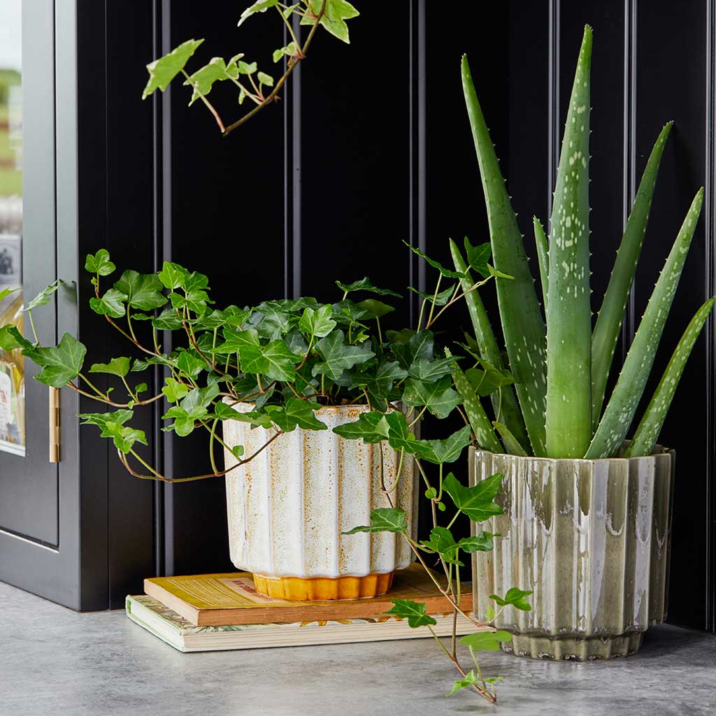 Lugano Scalloped Plant Pot - Green & Mustard With Houseplants