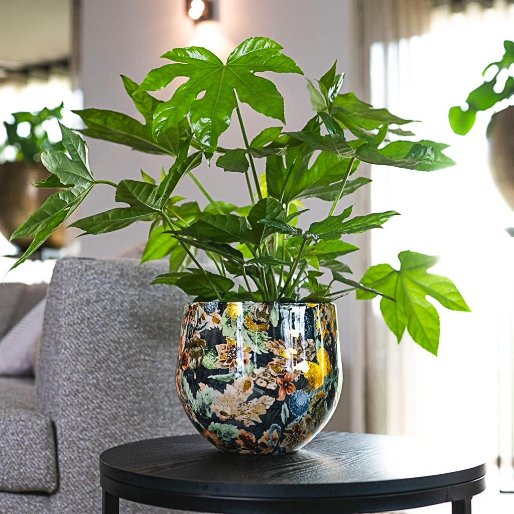 Fatsia Japonica in Lammie Plant Pot Berry Blue