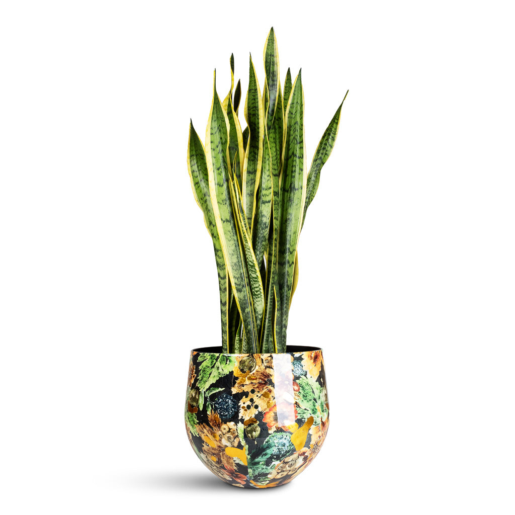 Lammie Pot Berry Blue - 33x28cm In Sansevieria trifasciata Laurentii - 21x100cm