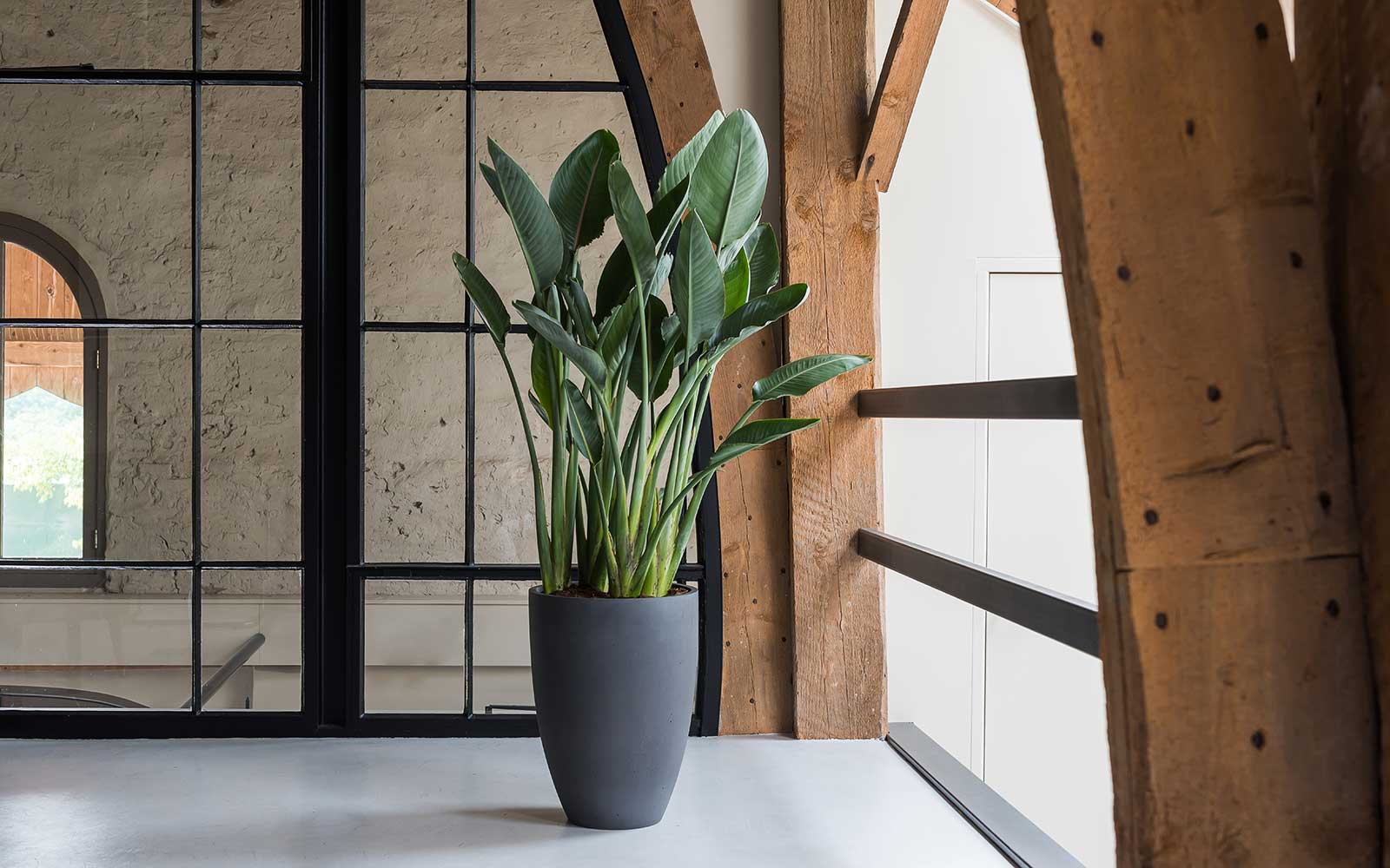 Large and tall indoor plants to create impact from Hortology. Floor standing specimens for interior greenscapes at home or the office.