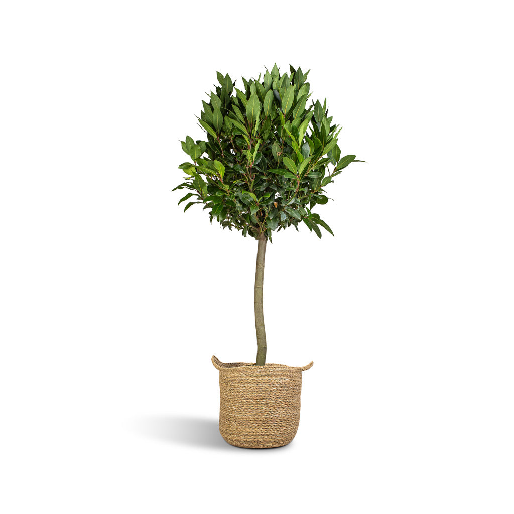 Laurus Nobilis - Bay Tree & Nelis Plant Basket - Natural
