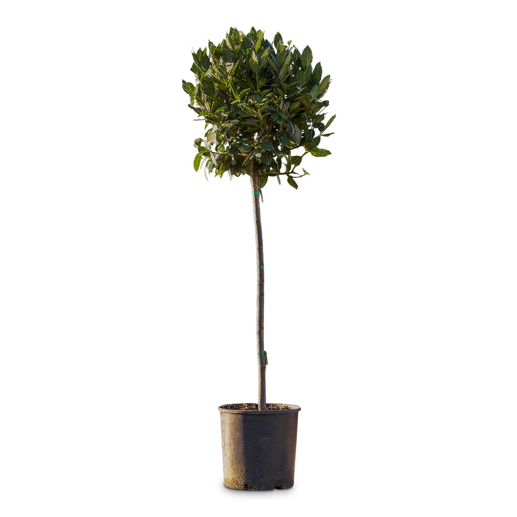 Laurus nobilis Bay 31x150cm