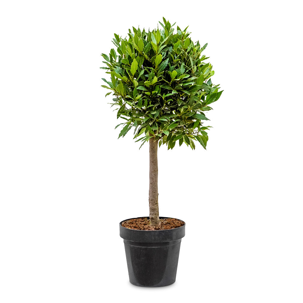 Laurus nobilis - Topiary Bay Trees - Quality Plants | Hortology - HORTOLOGY