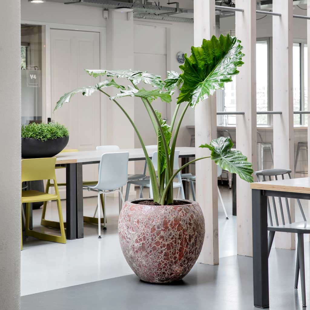 Lava Balloon Relic Planter - Pink & Large Alocasia