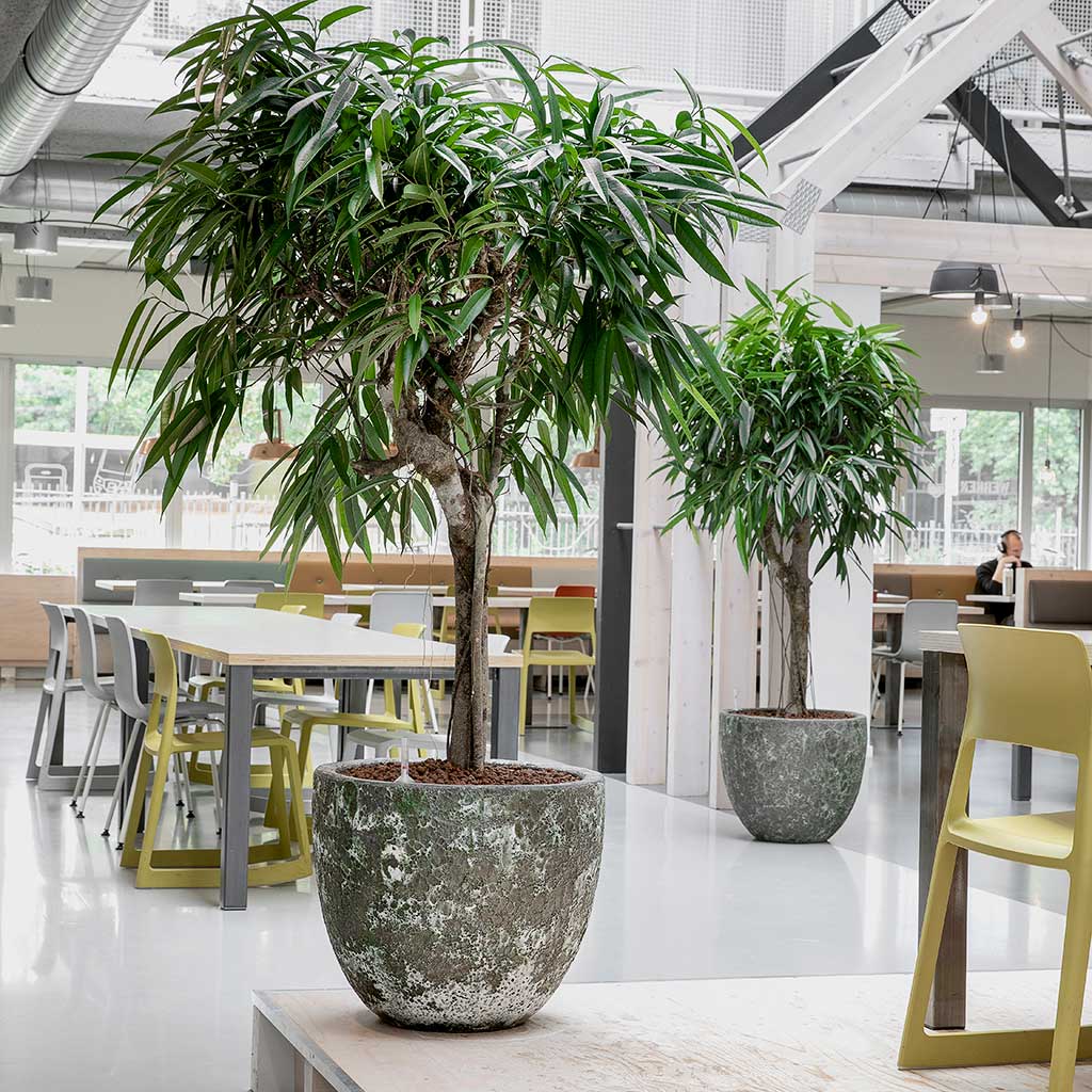 Lava Couple Planter Jade