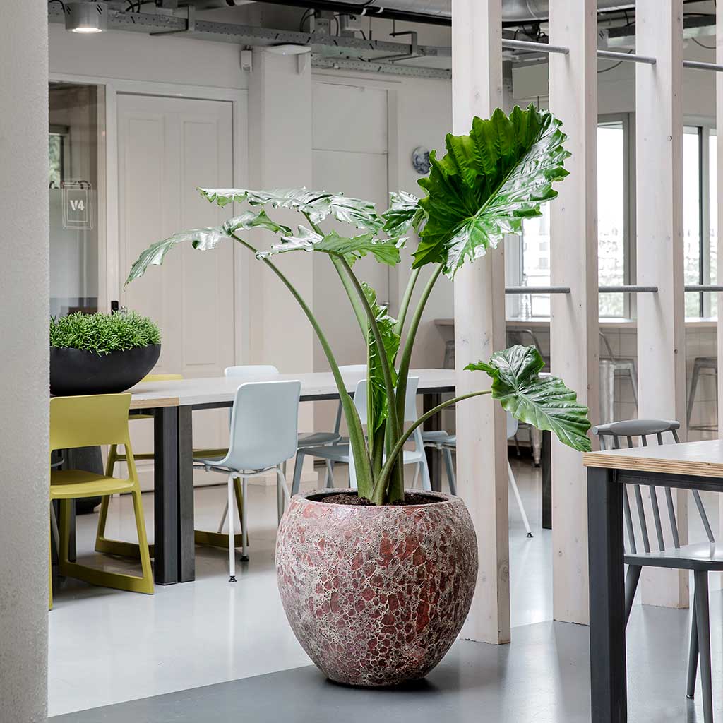 Lava Balloon Planter Pink